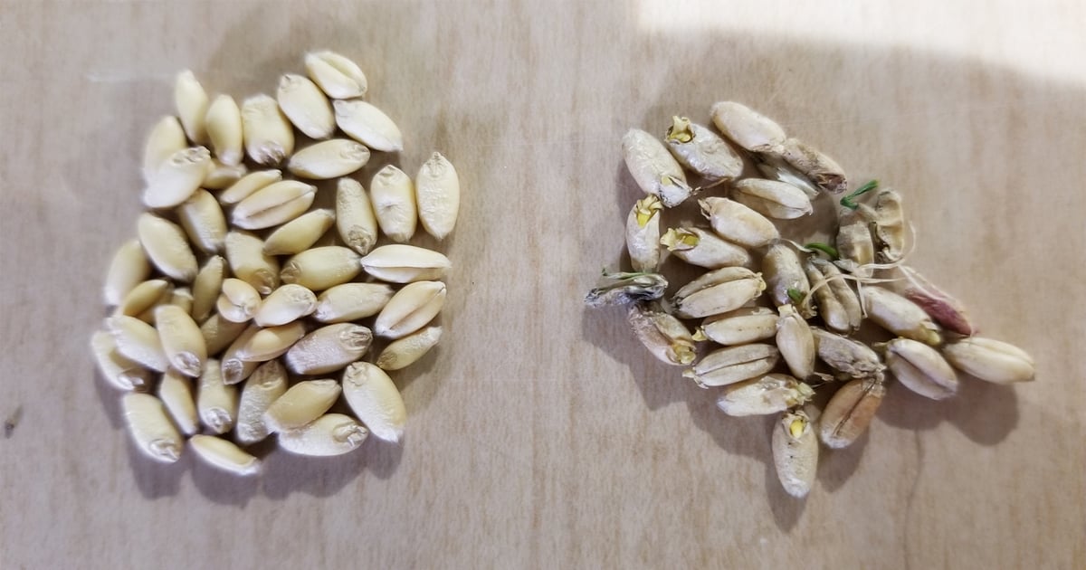 Harvest wheat early to beat preharvest sprouting damage