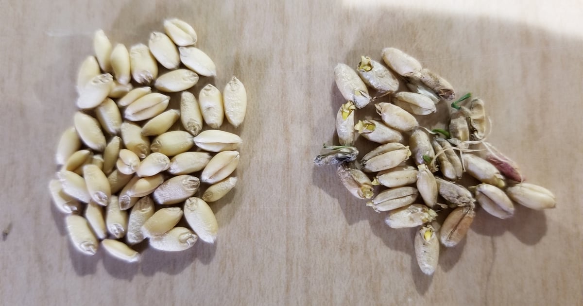 Harvest wheat early to beat preharvest sprouting damage