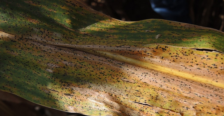 closeup of Tar Spot on corn leaf