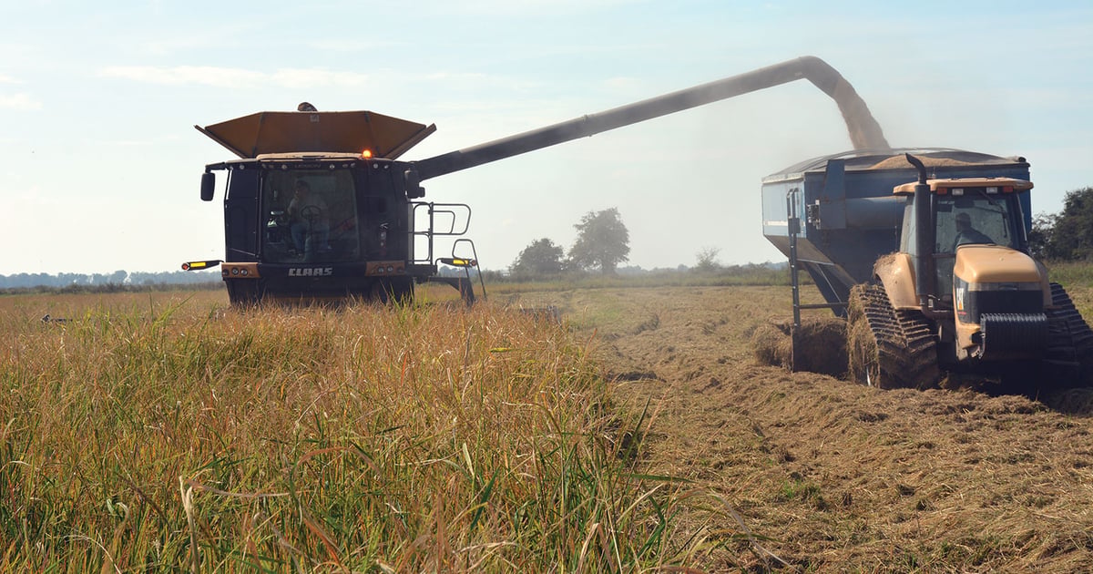 Volatility challenges rice industry infrastructure