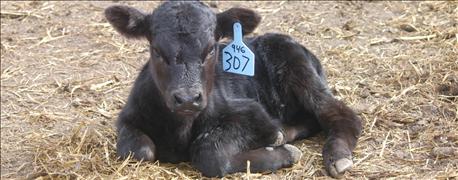 march_versus_may_calving_pros_cons_1_635941605015020000.jpg