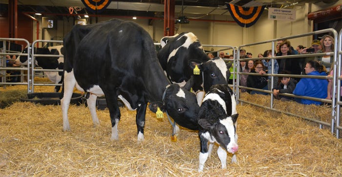 Visitors will get to see live births at the Calving Corner of the Farm Show