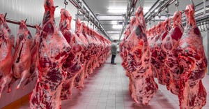 Slaughtered cattle halves hanging in cooler