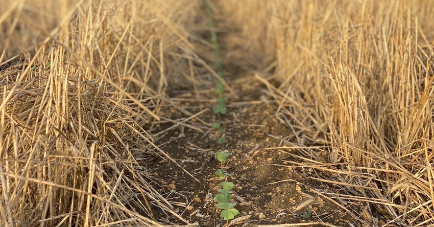 Cotton Emerging in Cover Crop