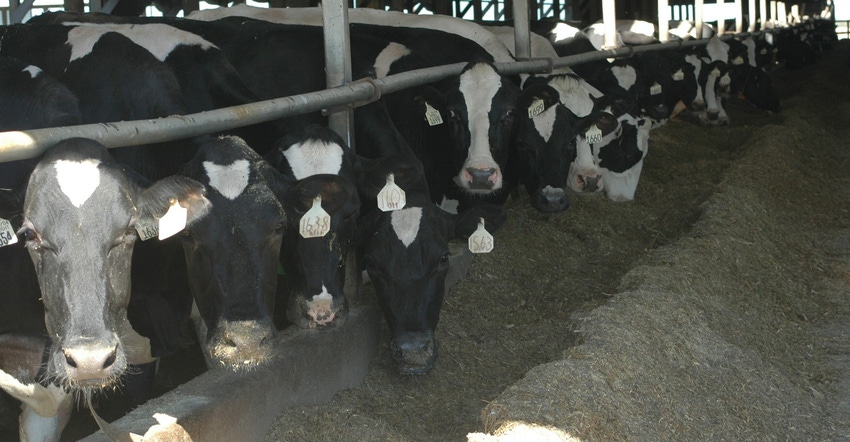 dairy cows at feeder