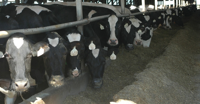 dairy cows at feeder dairy cows at feeder