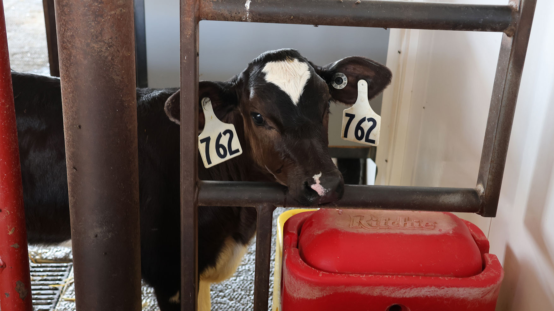 Mindy Ward - Holstein cow
