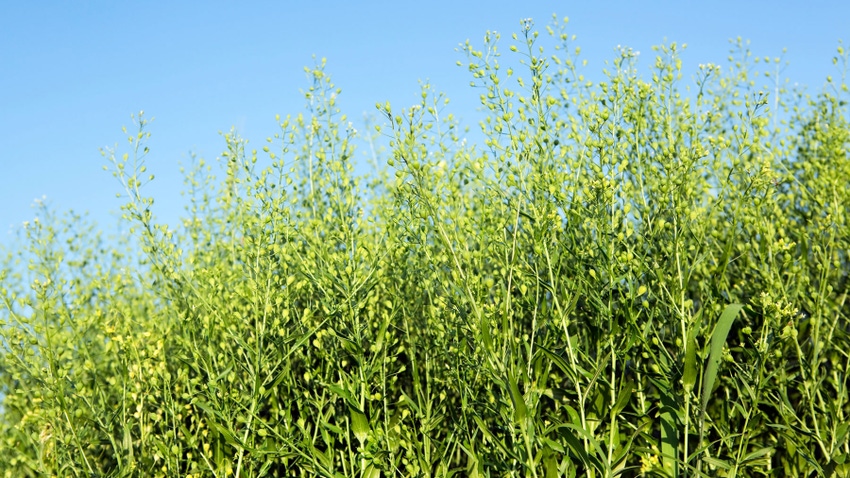 close-up of a camelina field