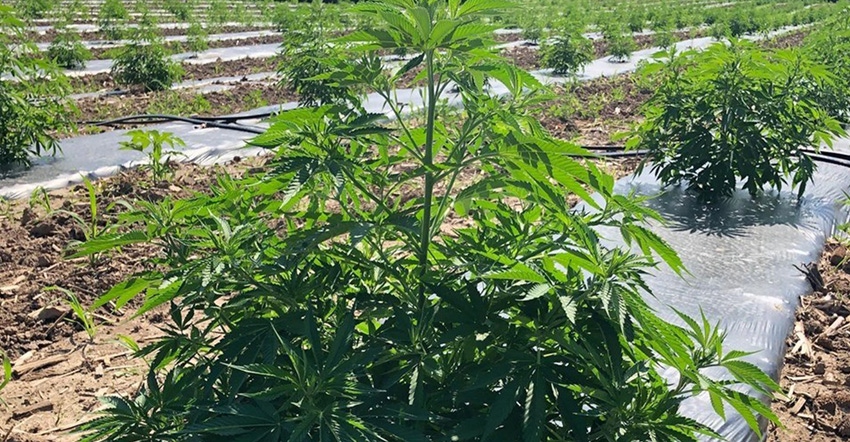 hemp plant in field