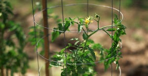 Tomato plant with blossom growing inside wire cage