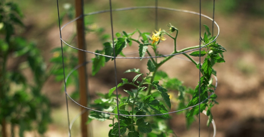 Tomato plant with blossom growing inside wire cage