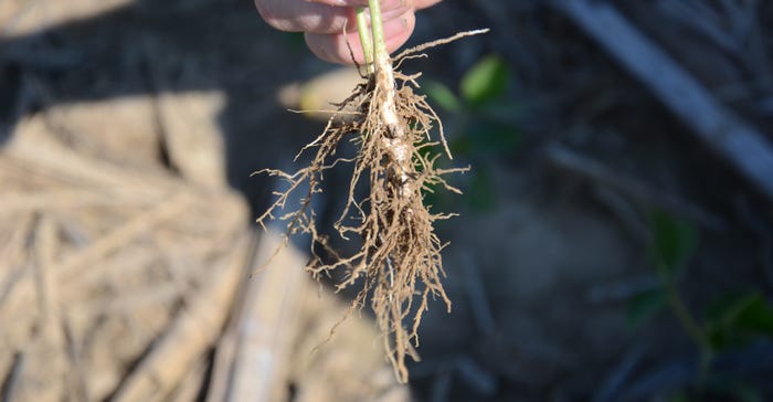 young soybean plant and roots