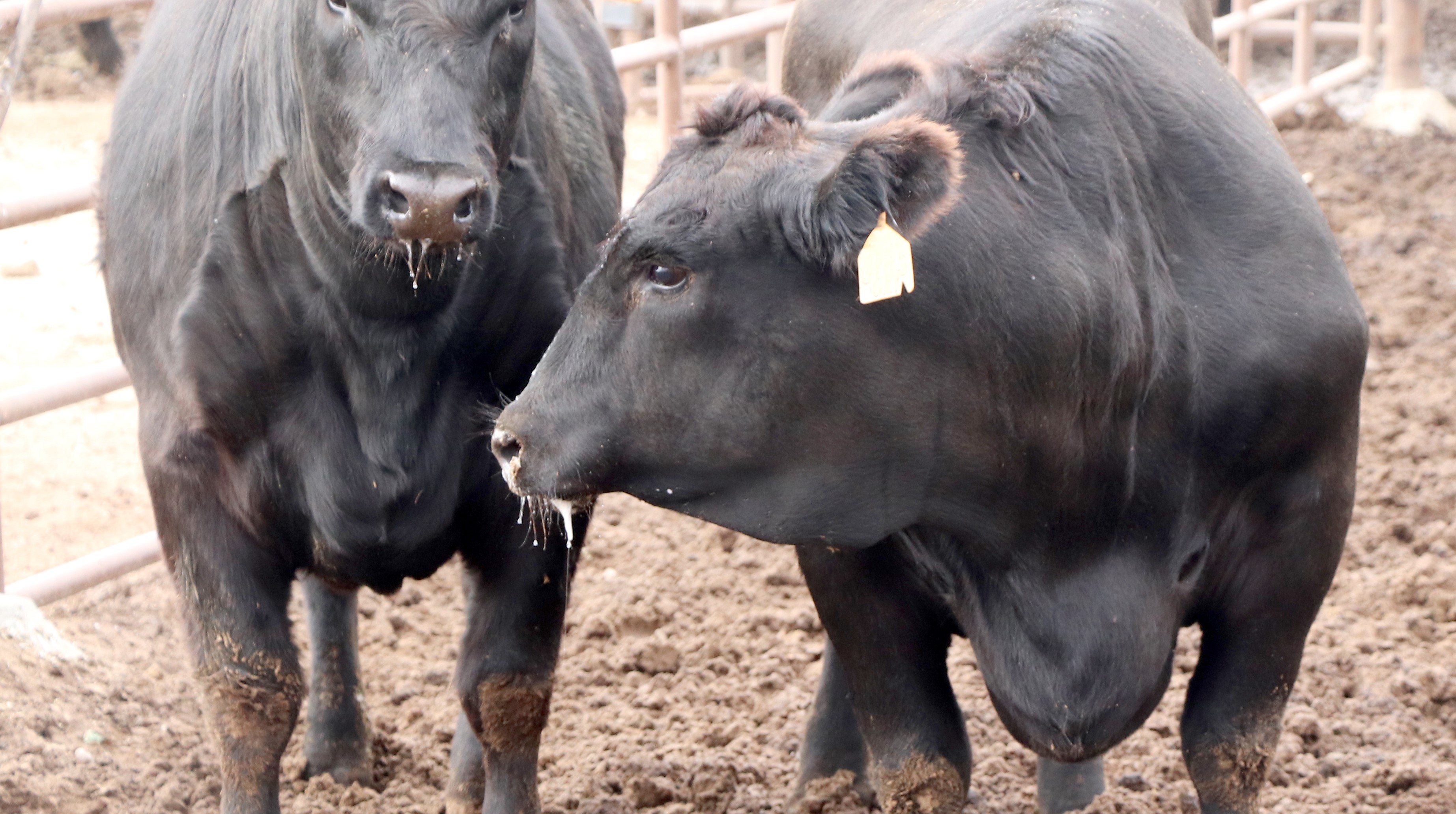 Heart failure in feedlot cattle is on the rise