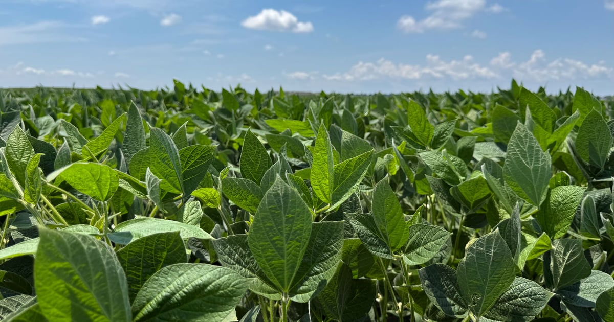 Insect pressure stays low across Midsouth crops