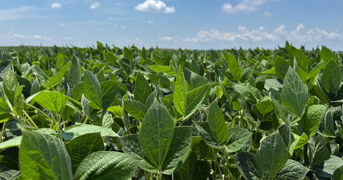 Insect pressure stays low across Midsouth crops