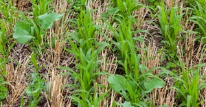 Cover crops growing between rows of winter wheat stubble