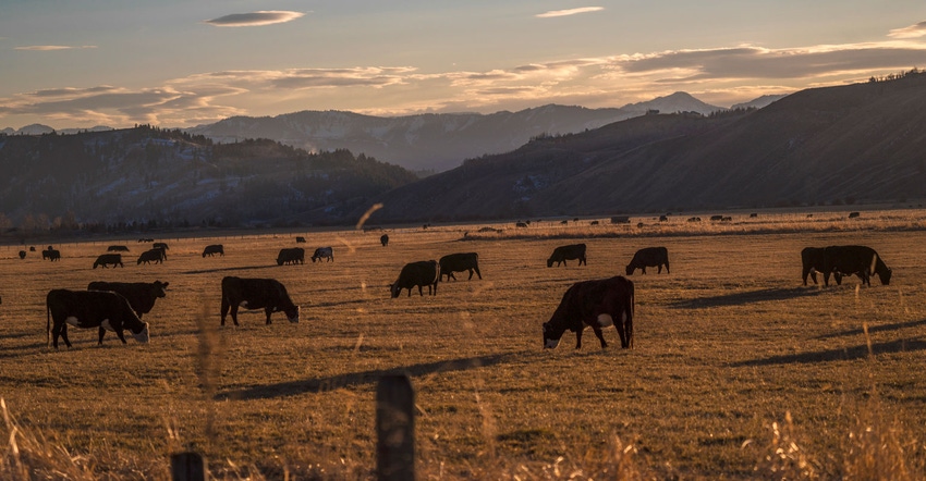 Herd of cattle grazing with mountains and a cloudscape behind them