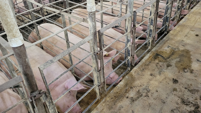 Pigs in metal crates