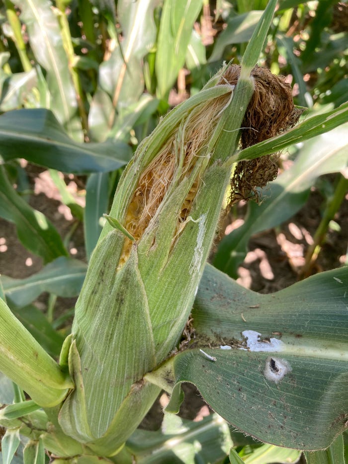 A close up of damage on an ear of corn