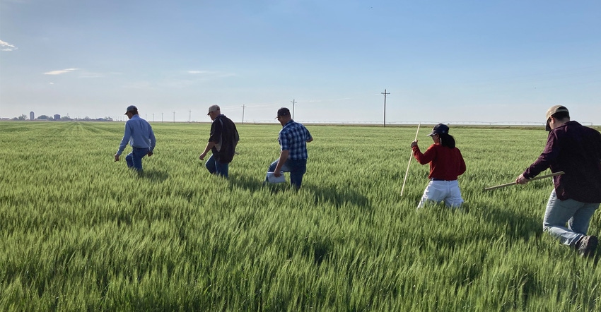 Farmers in wheat field on the wheat tour
