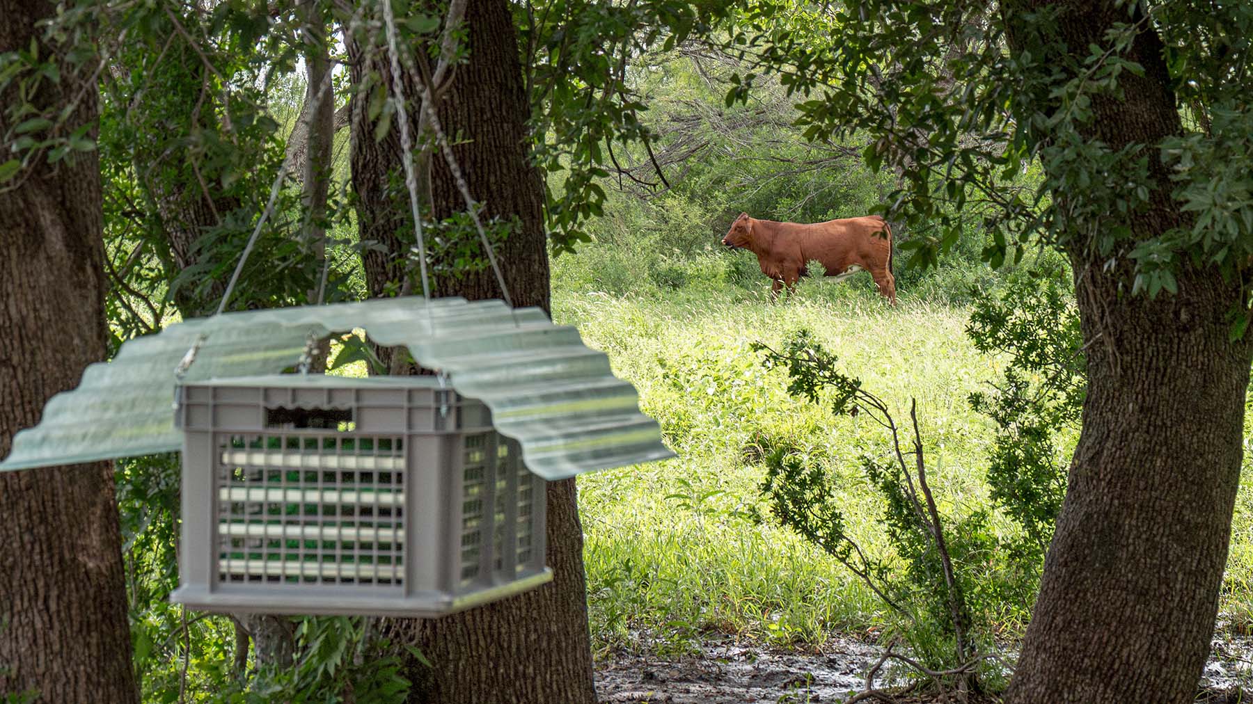 A sterile fly dispersal station in La Pryor, Texas