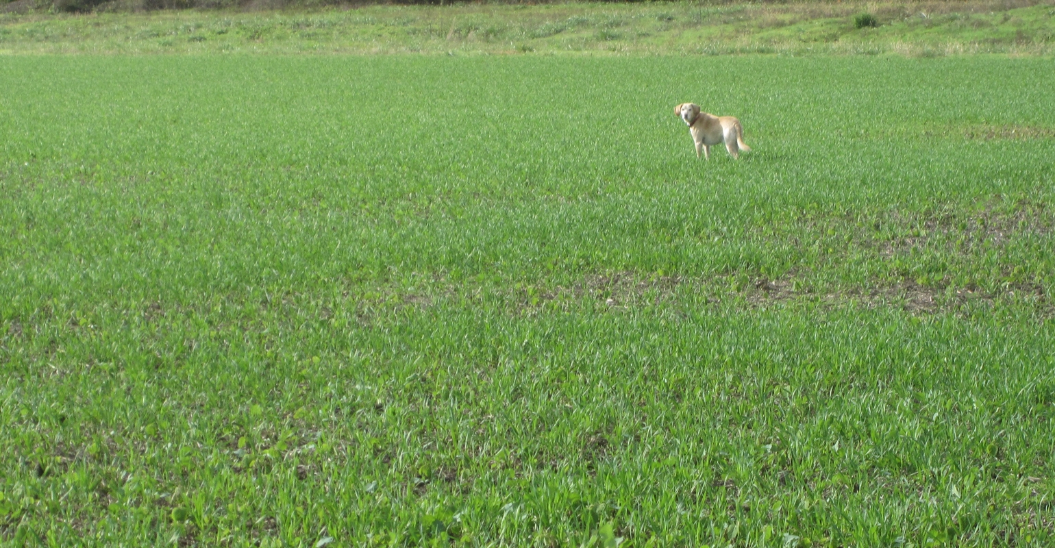 Try these tips to terminate annual ryegrass