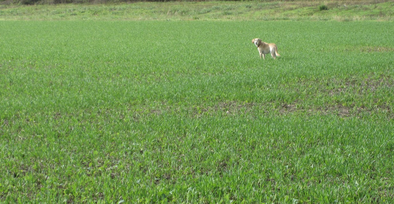 Try these tips to terminate annual ryegrass