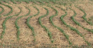 Field with cover crops planted between rows