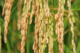 More on Mid-South rice