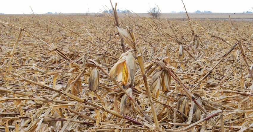 View of Iowa cornfield destroyed by the August derecho