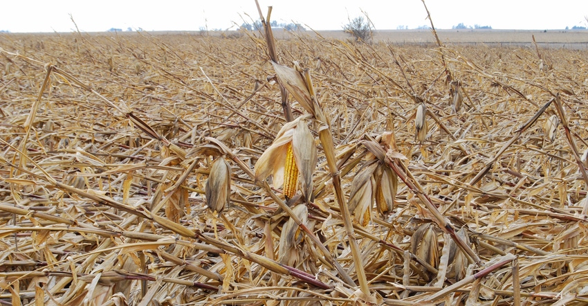 View of Iowa cornfield destroyed by the August derecho View of Iowa cornfield destroyed by the August derecho