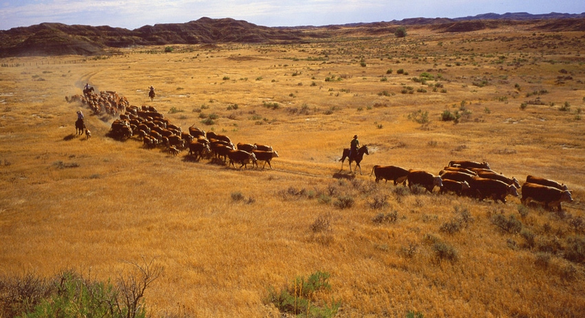 Cattle roundup