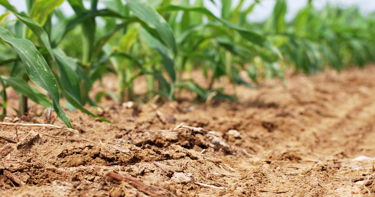 Controlling resistant ryegrass in corn is scary but doable