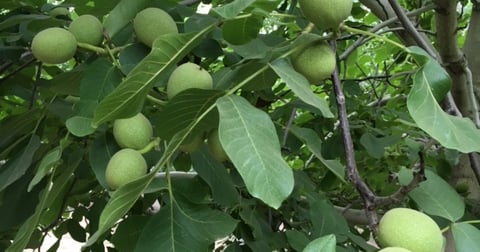 Walnut Riding Crop Heavy walnut crop sags, breaks limbs for Sacramento Valley grower