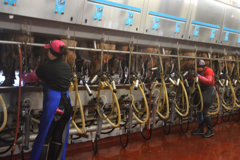 dairy-milking