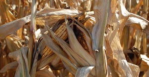 mature corn stalks