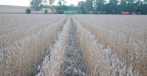 Soybeans being harvested