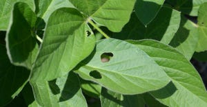 soybean leaves with insect holes