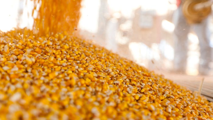 Corn kernels Corn kernels