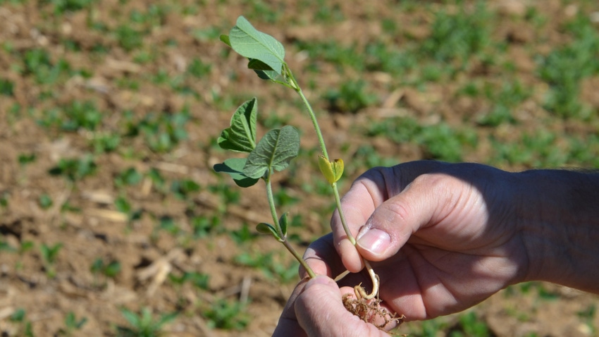 hands holding soybean plants