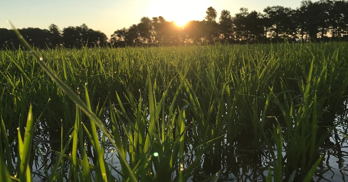 Arkansas farmers face record bankruptcy amid rising input costs