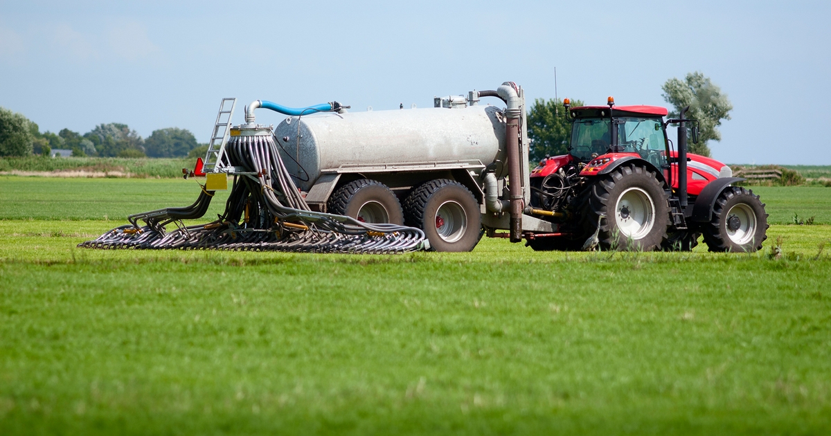 know-swine-manure-s-nitrogen-content-before-topdressing-wheat