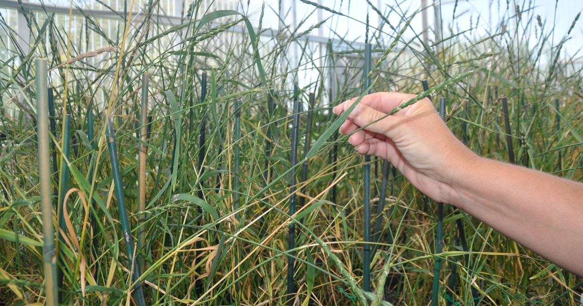 Unlike whole plants, genes or traits can be patented