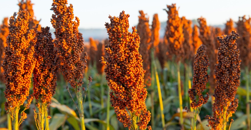 Sorghum field Sorghum field