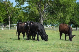 SWFP-HUGULEY-livestock-grazing.jpg