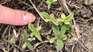 finger pointing to emerging weeds