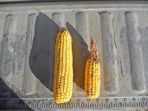 DroughtGard corn hybrid