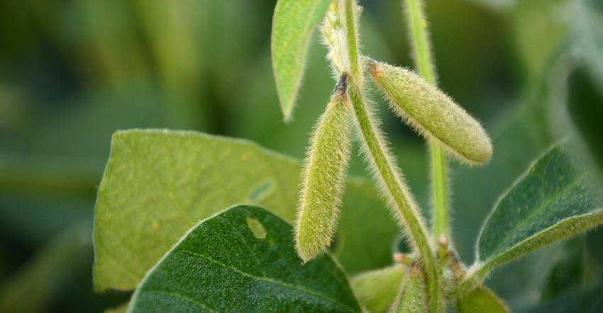 Close up of soybeans in field