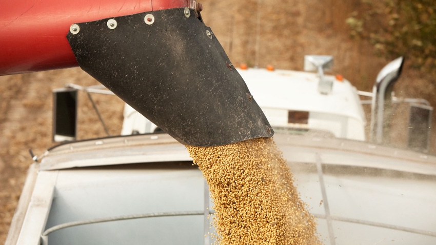  soybeans falling from combine auger into grain cart