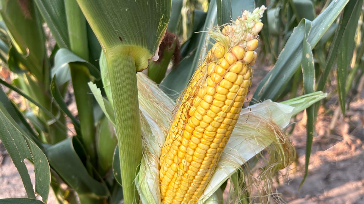 Corn cob closeup